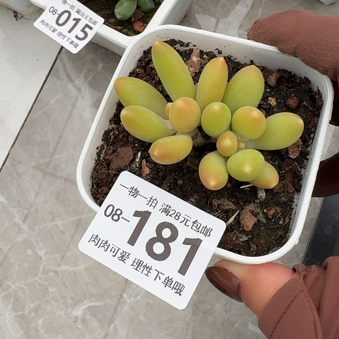 金蝉多肉无盆土发货无盆土发货无