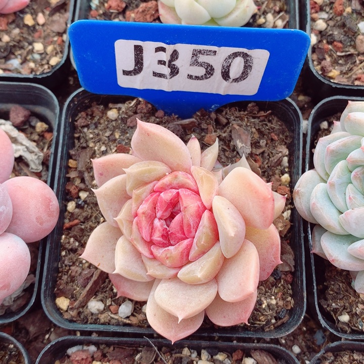 多肉植物5-6cm左右