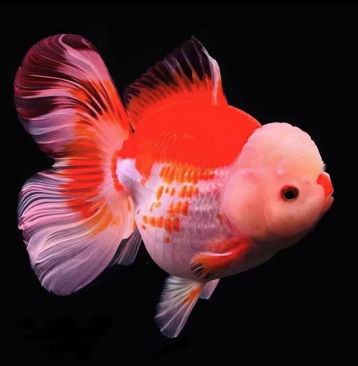 精品熊猫玛丽泰狮三色（直播链接私拍发鱼粮）（马印灯效果介意勿拍）