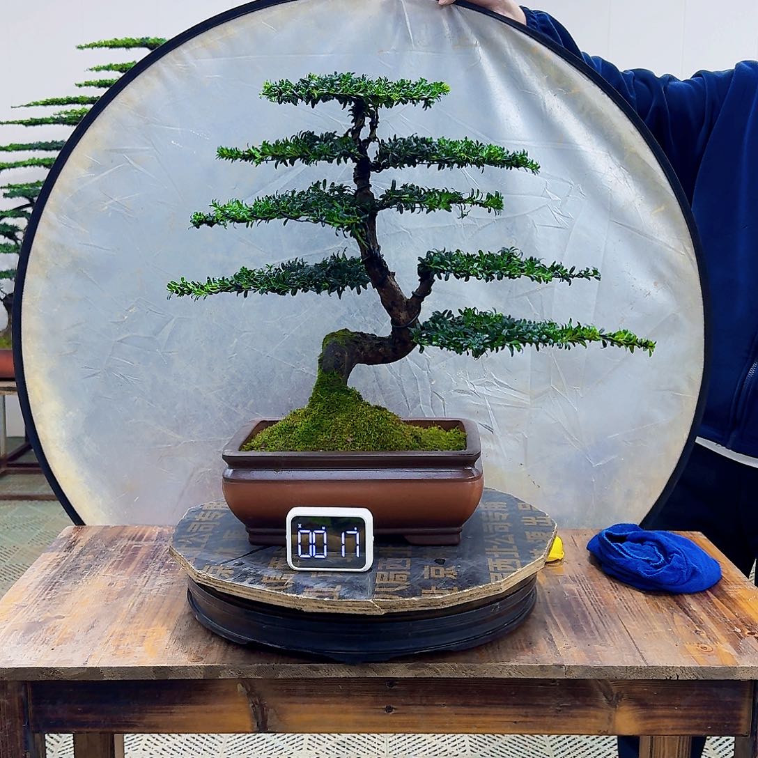 无花朵珍珠红芽罗汉松造型盆景