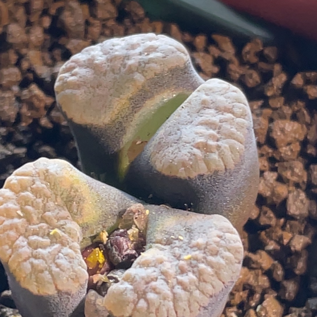 双头磁铁植物一物一拍