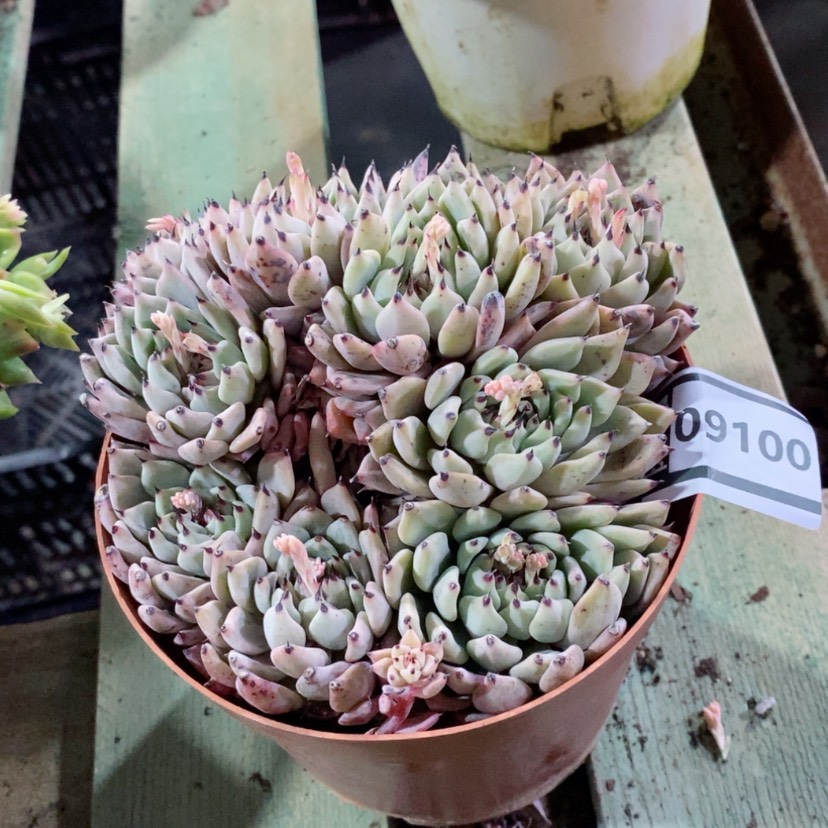 【闪购商品】绿爪09100