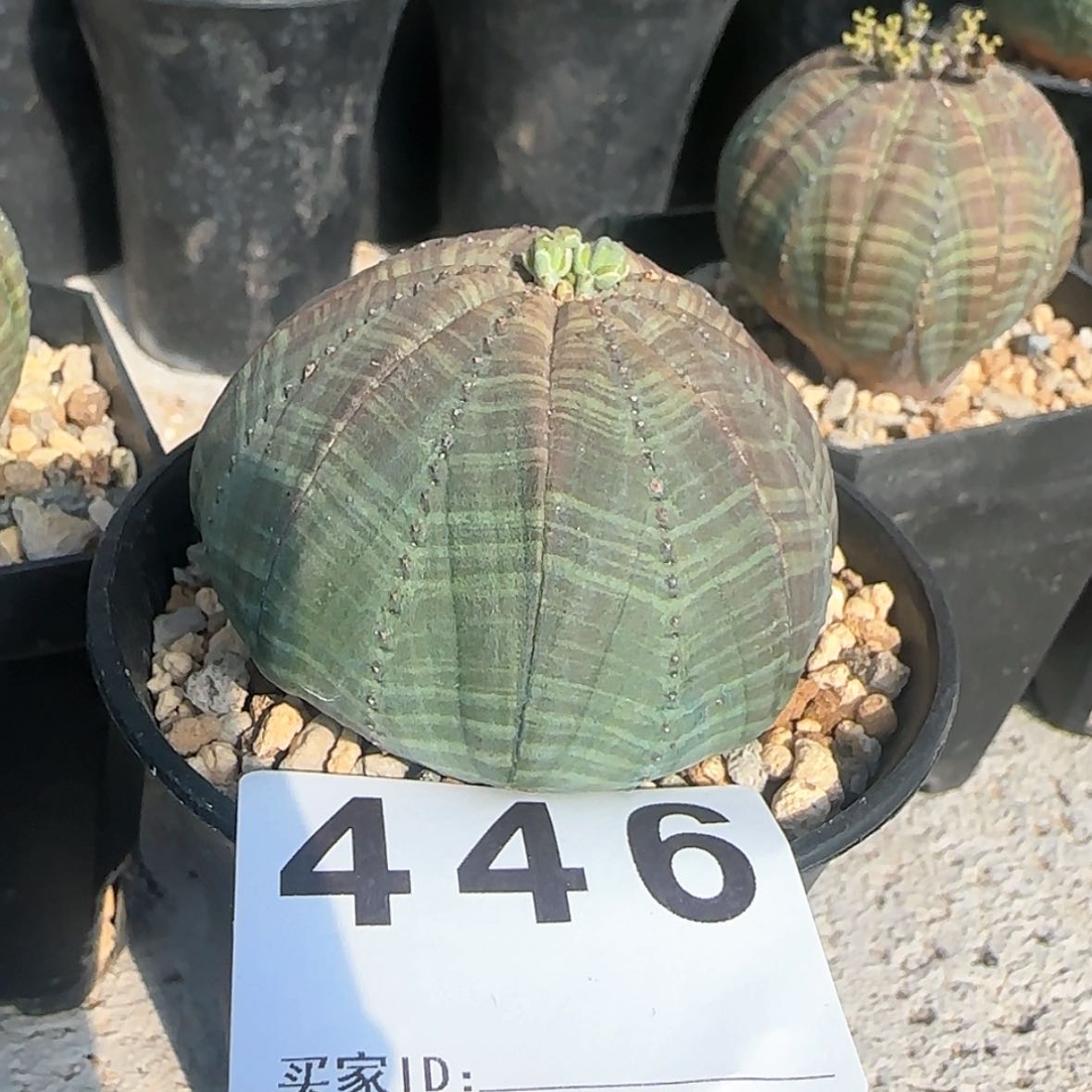 【闪购商品】狂***牛块根植物布纹球