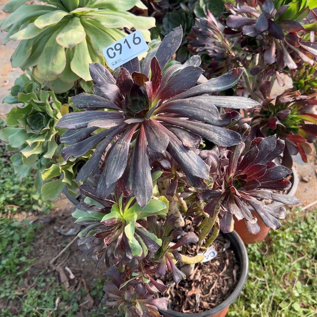 916三颗组合多肉植物法师