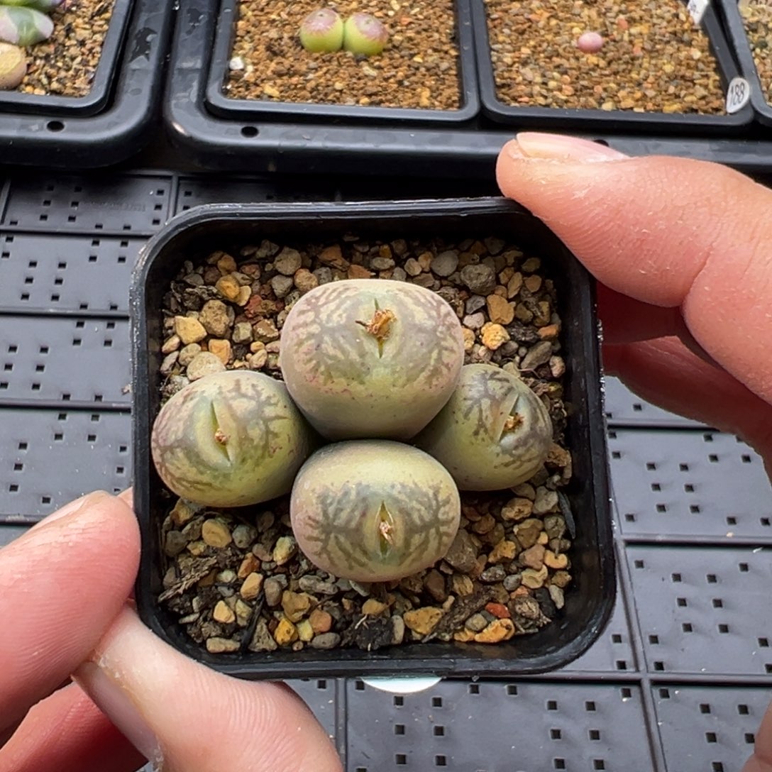 236墨杂群一棵特   