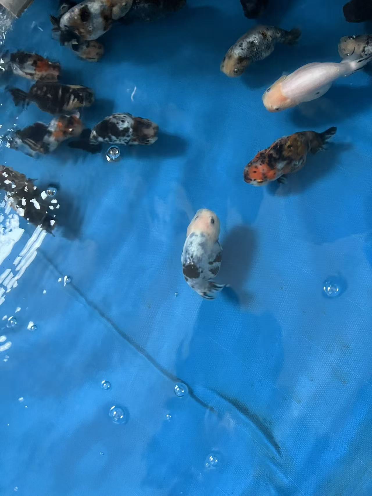 精品兰寿观赏鱼（活体发货后不退不换）