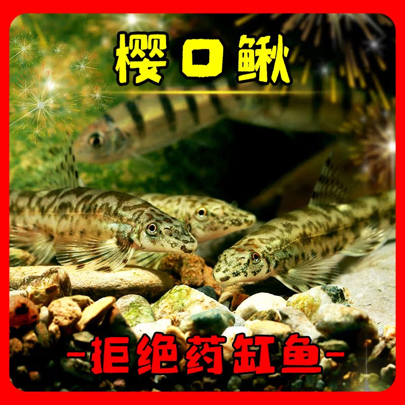 【冷水耐寒清洁鱼】樱口鳅鱼工具清洁鱼好养原生鱼溪流鱼耐寒观赏鱼