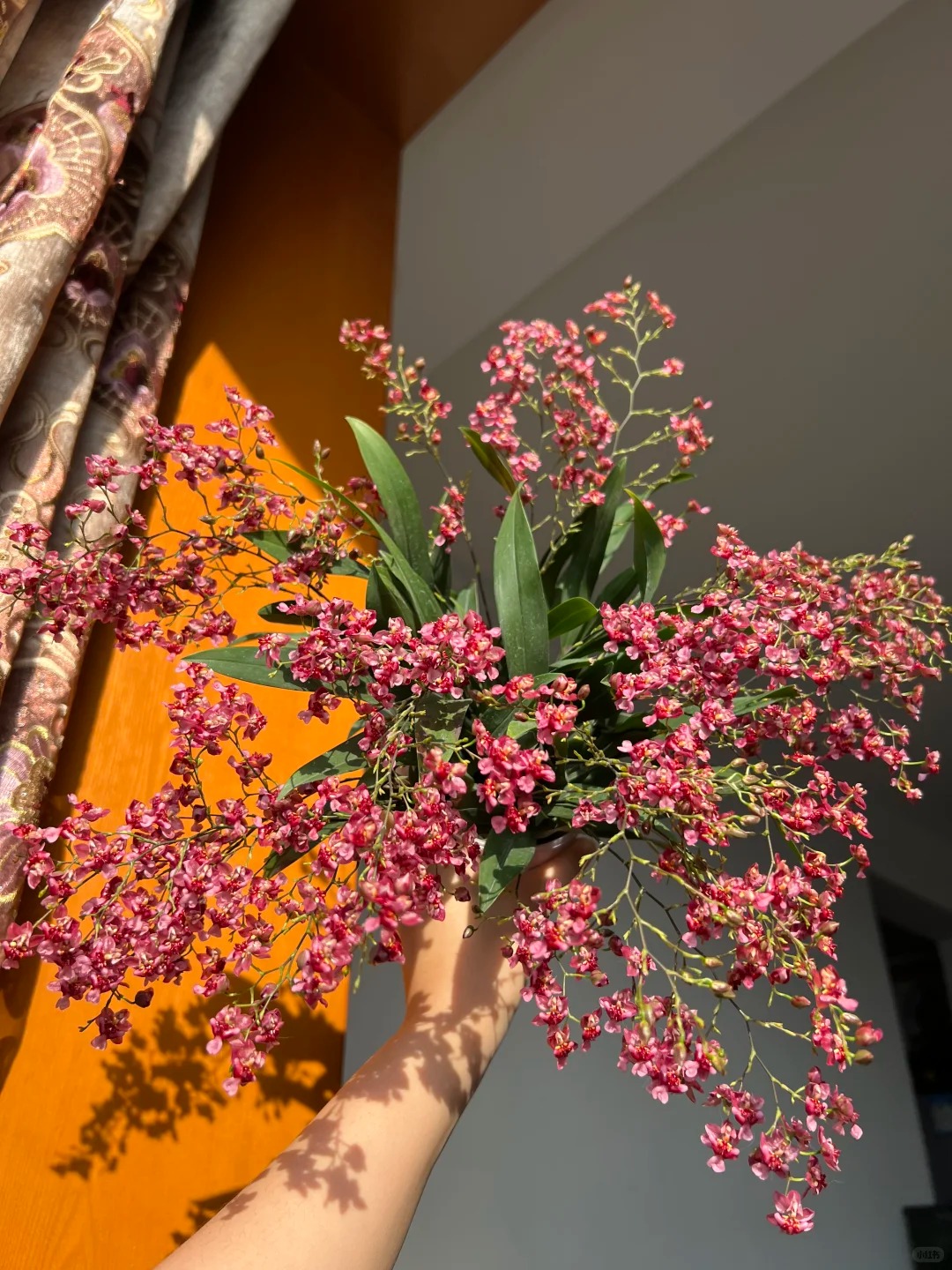 【源头优选】红色-梦香兰任意2单升级快递 元旦福利