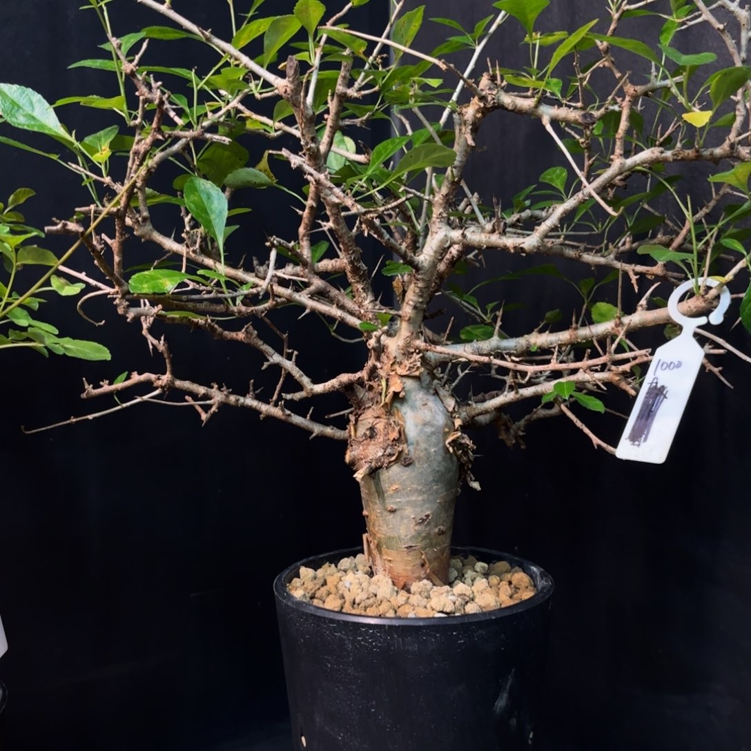 哈比悉尼产地带盆