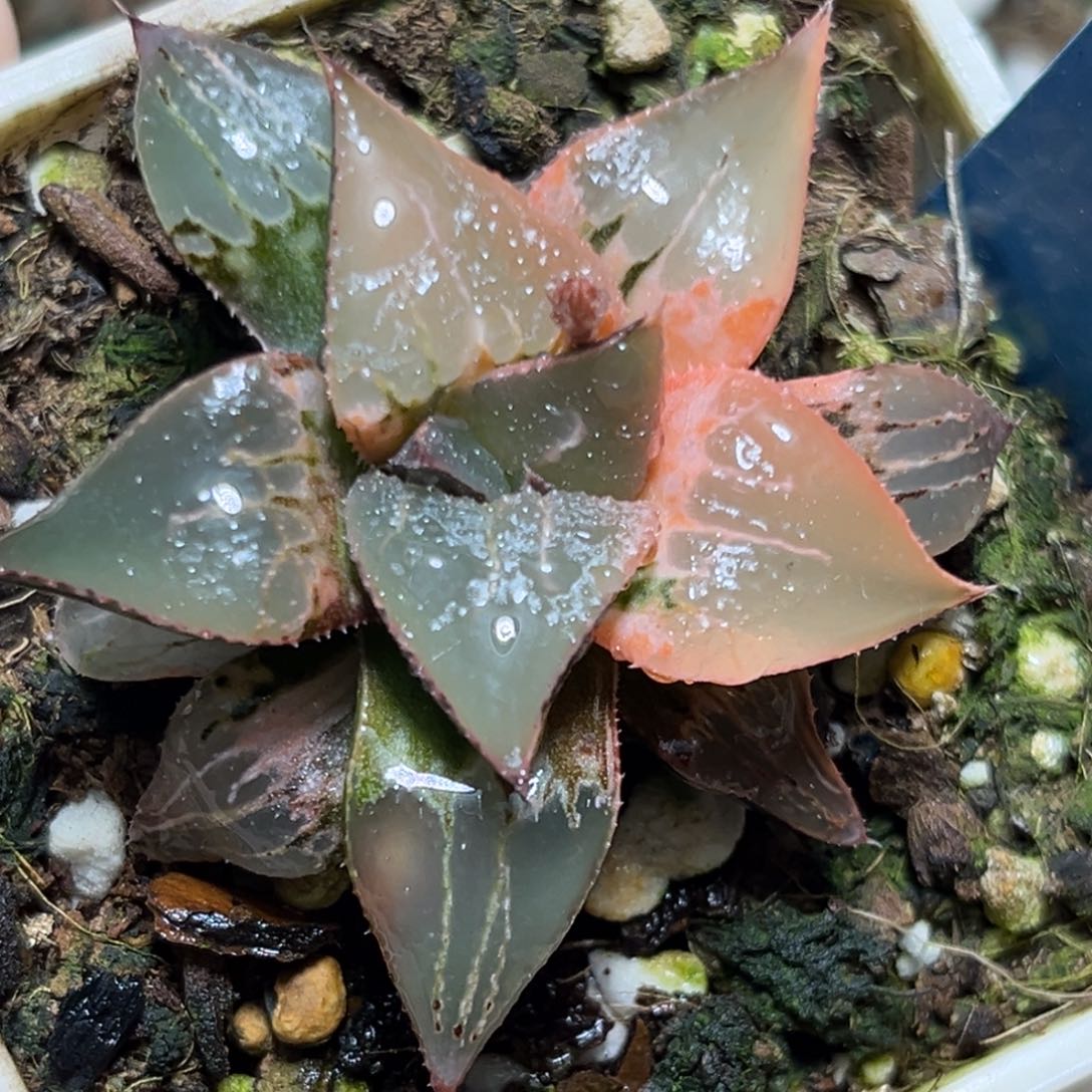 恭喜发财大吉大利932