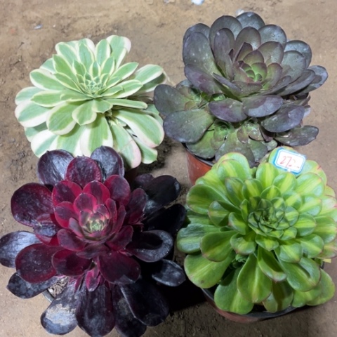 272多肉植物组合