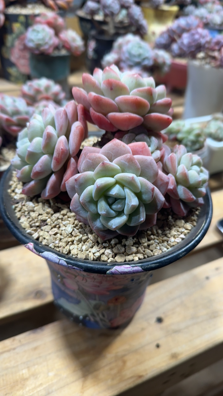 粗腿冰玉专拍老桩