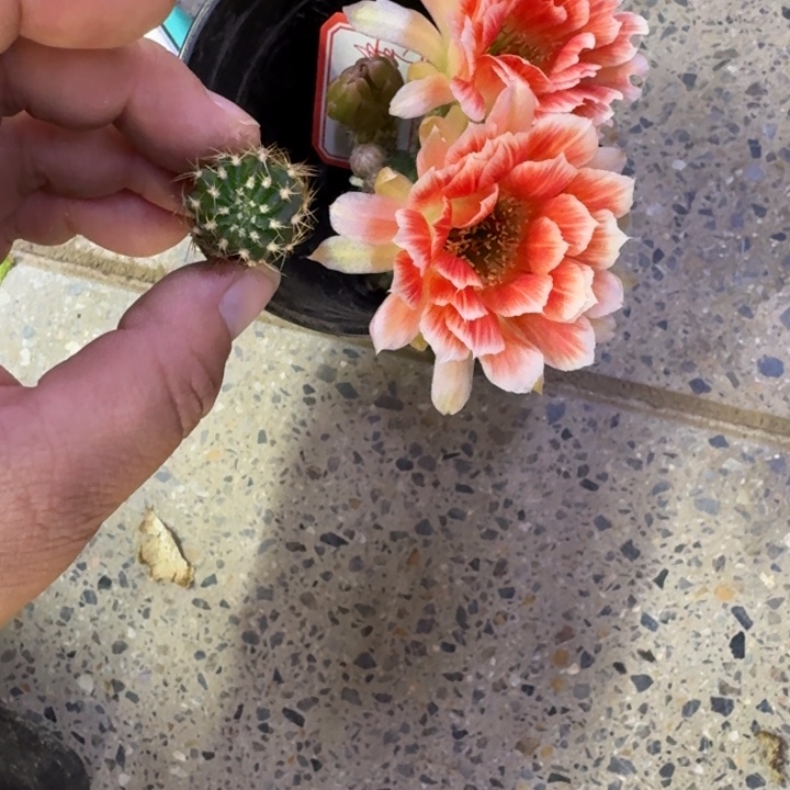 201丽花貂蝉歪无根侧牙3公分左右，20包邮