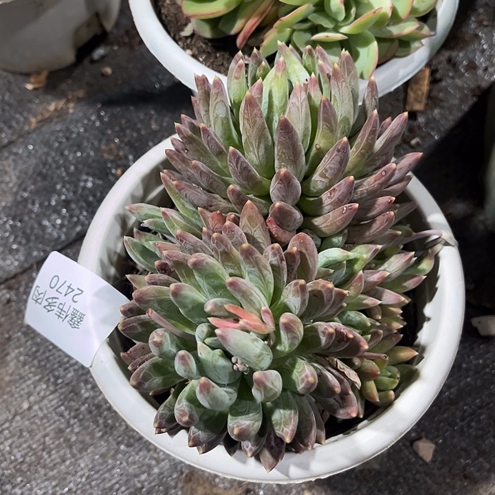 鑫伟多肉弦彩星2470