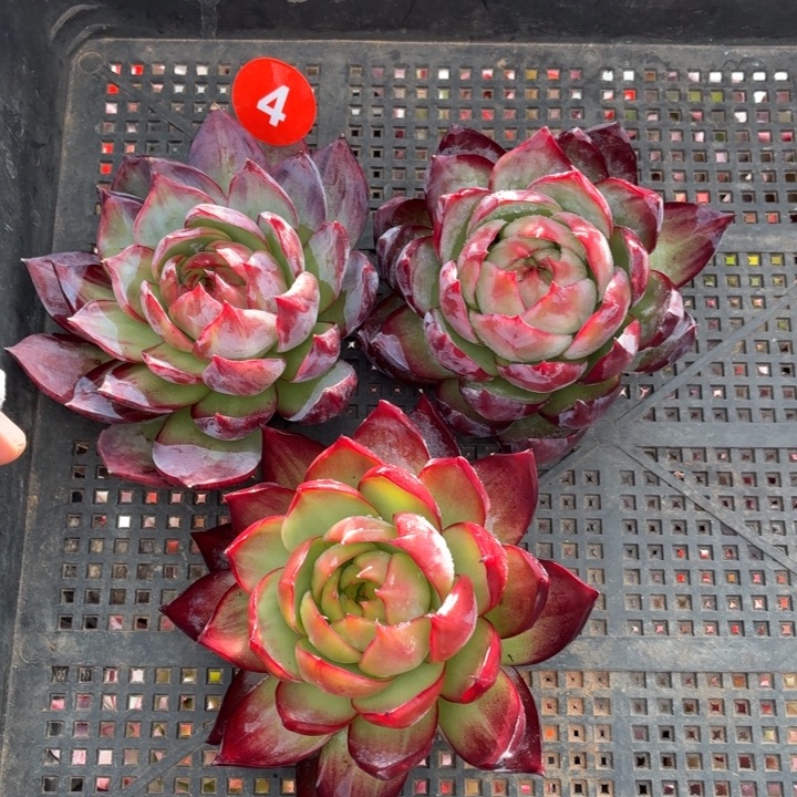 别***年多肉植物-惊鸿仙子-7