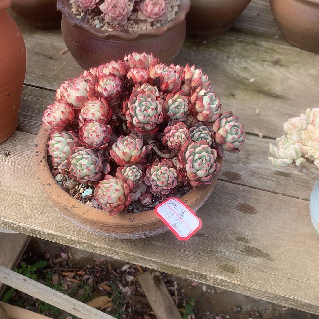 欢*娜娜小勾带盆多肉植物