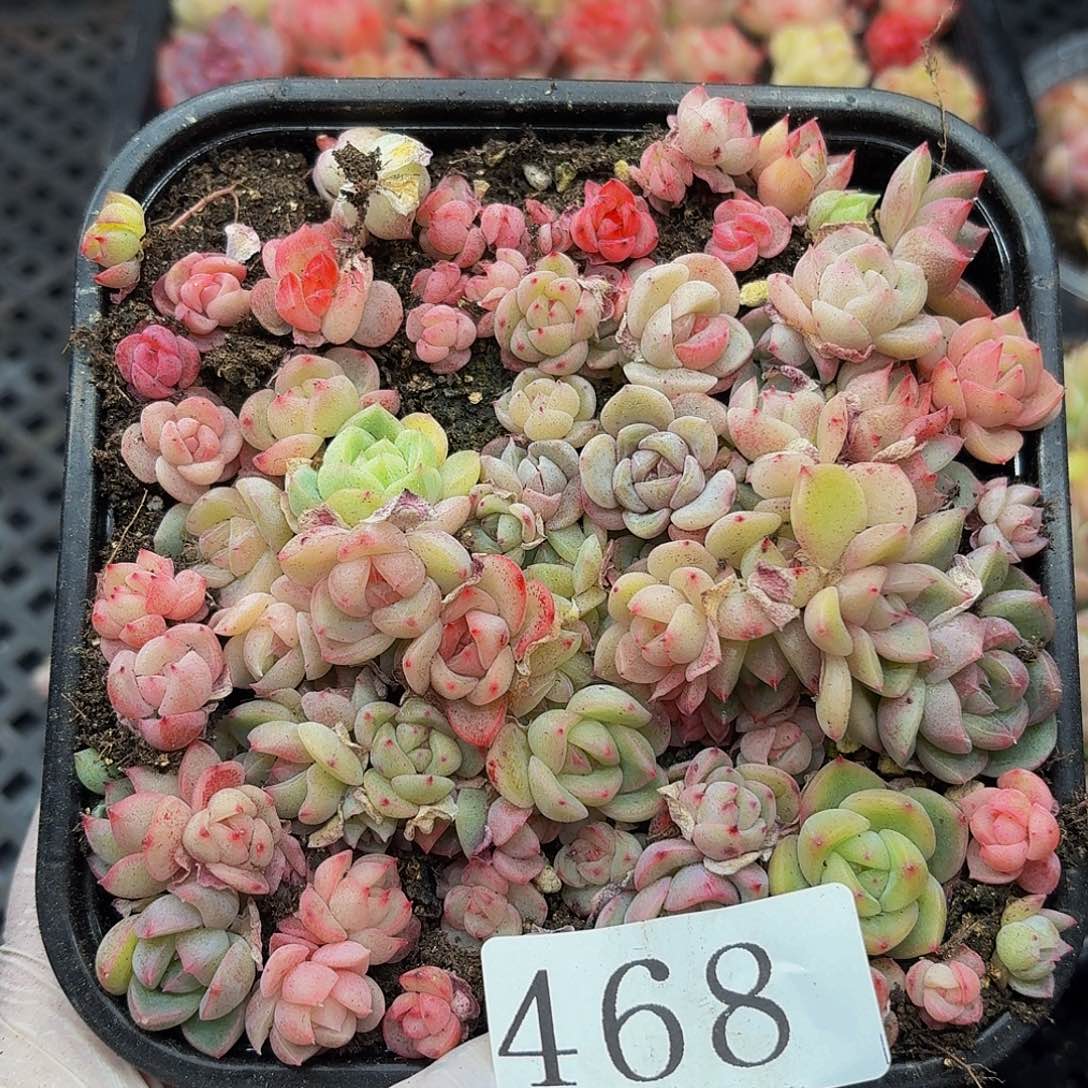 多肉植物多肉植物468