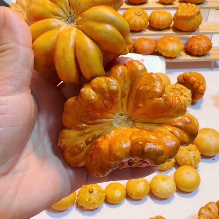 天*云墨西哥七彩葫芦