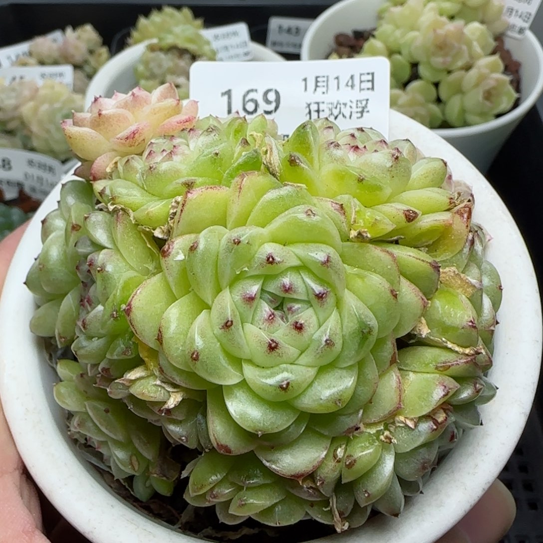 0114-169秃子麦秆