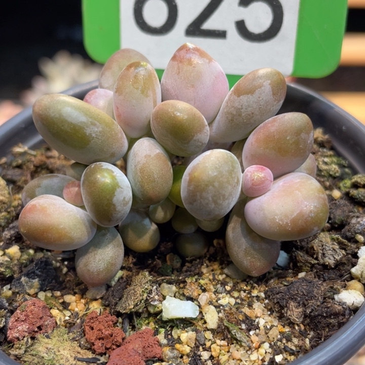 芒果奶625号的多肉啊啊啊