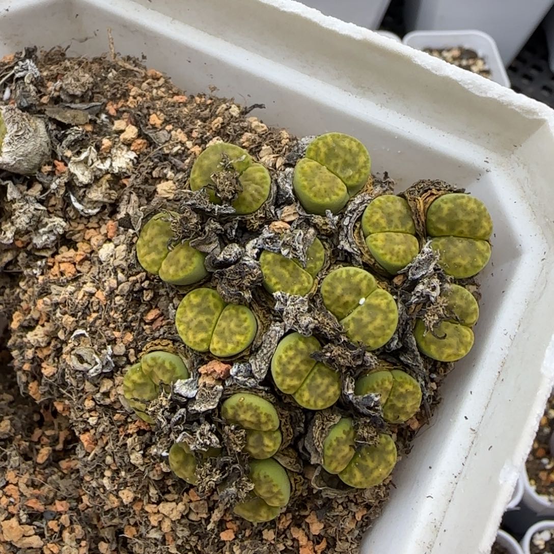 554群生16头福利30包邮