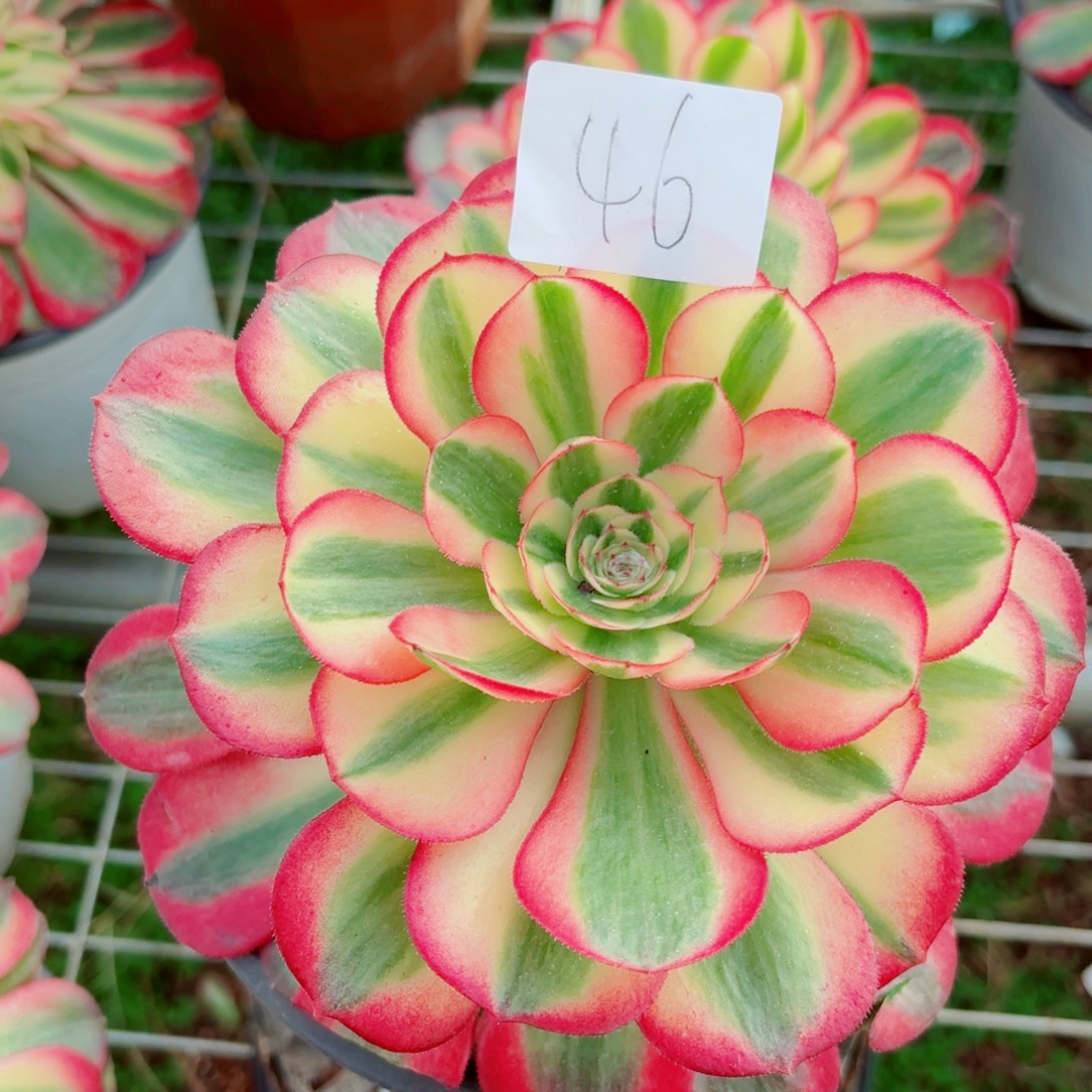 一物一拍多肉法师46