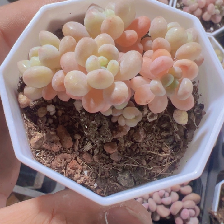 鱼子酱精品多肉植物大战