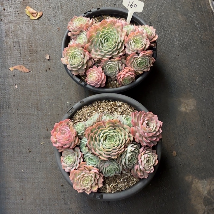 困***多肉植物，昂斯肉两棵160号