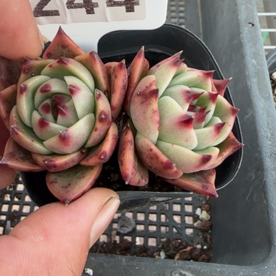 244蓝龙 一物一拍多肉