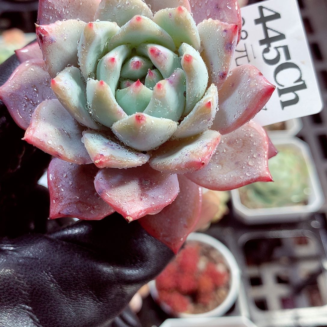 5厘米盆精控多肉445