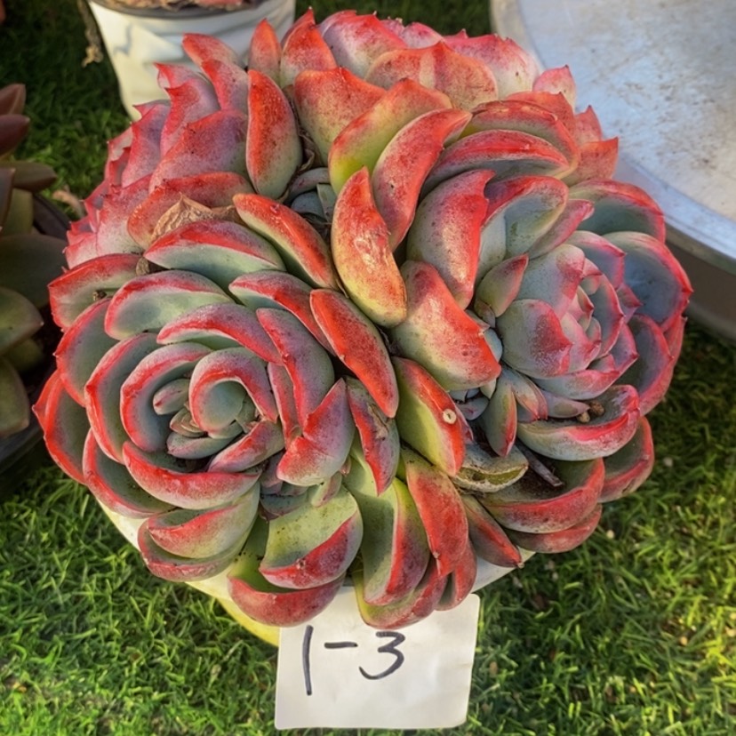 【闪购商品】一***圈多肉植物