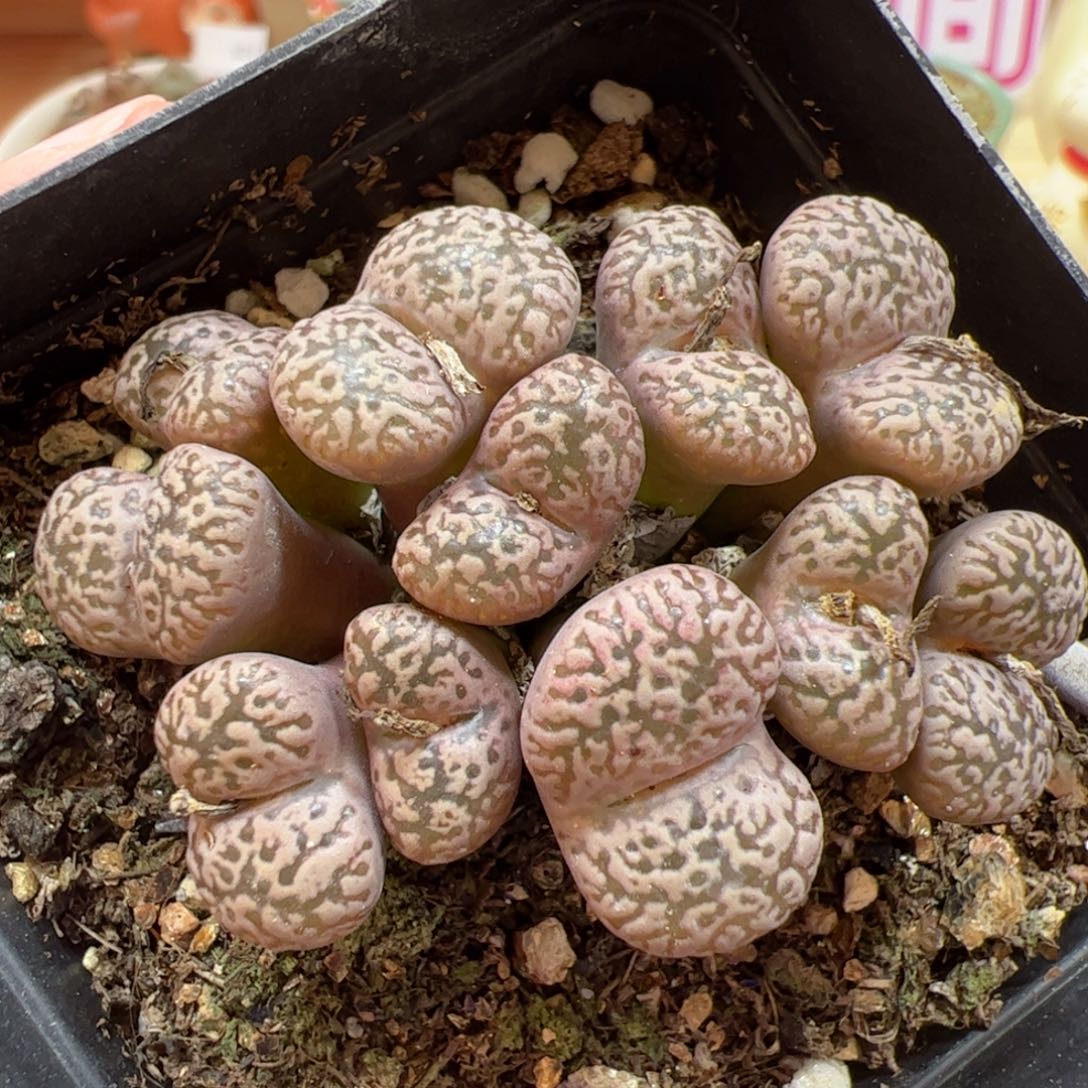 【闪购商品】328 鸟哈尼