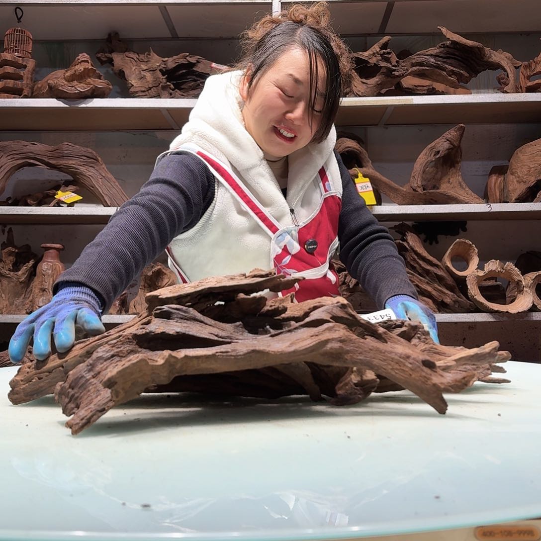 倍诸沉木，不包损必褪色闪**5427树皮打包