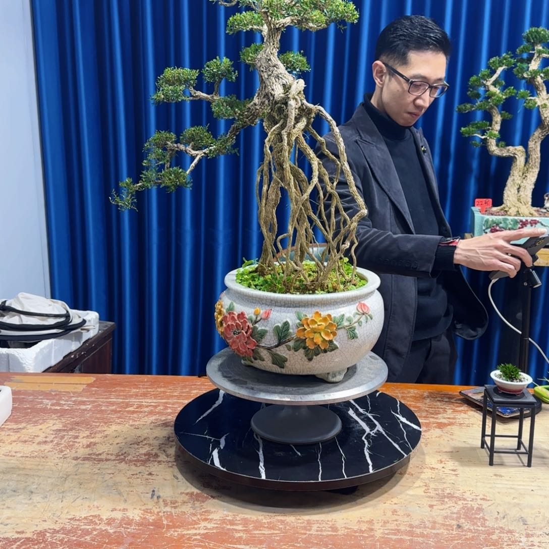 黄杨室内室外盆景艺术