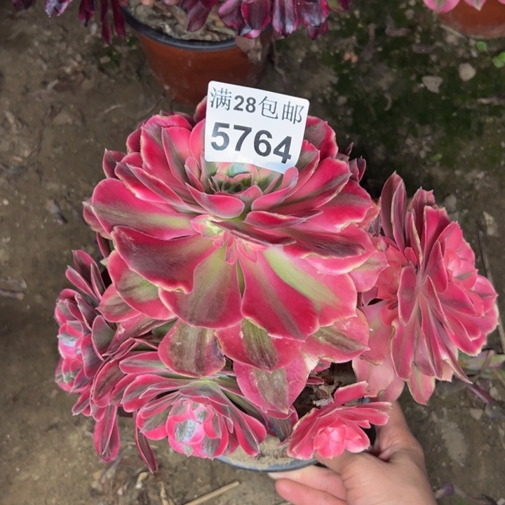 5764女郎不包损多肉植物