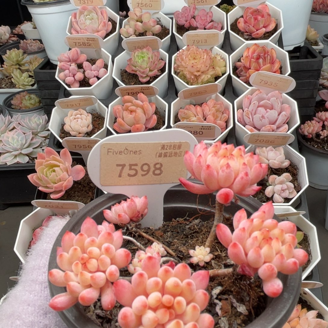 烟花7598-8.5厘米