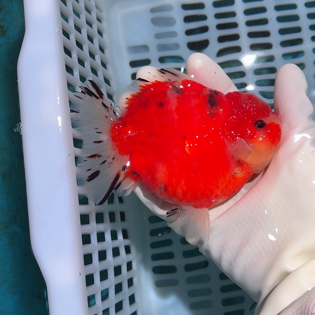 司***翰金鱼金鱼155528554855