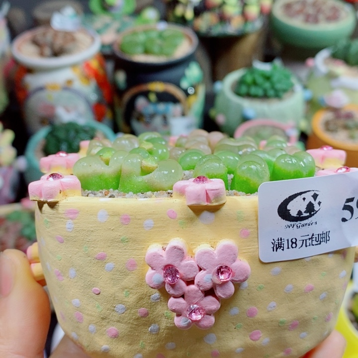 Q***y生石花花花花花花花593