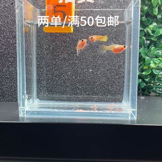 孔雀鱼5.黄金玻璃猫3条