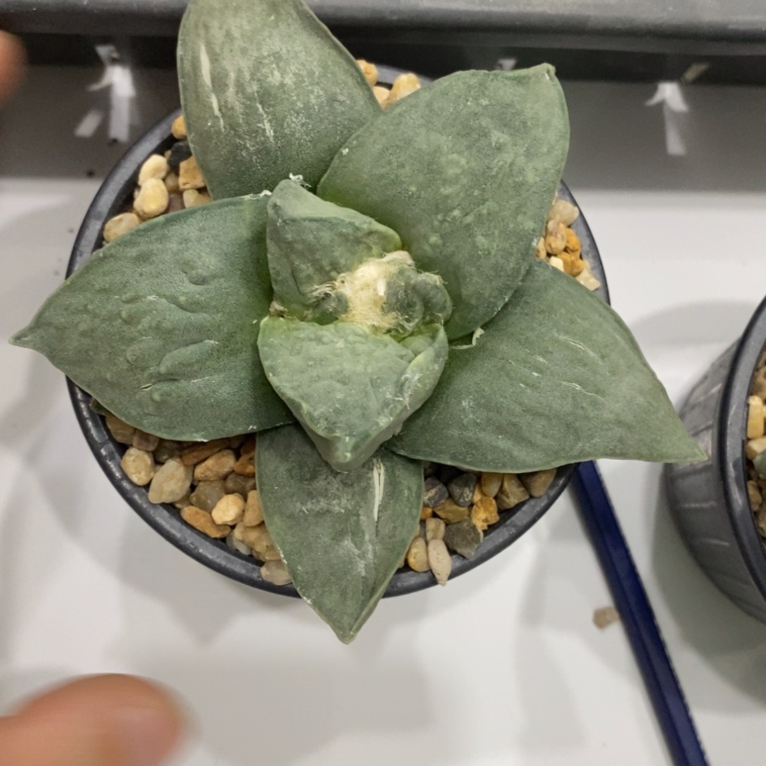 实生牛she牡丹12公分