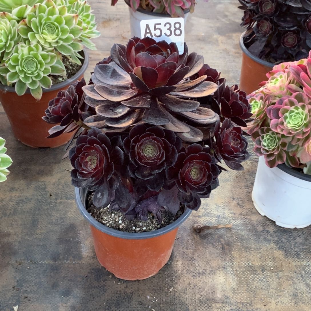 嫩桩黑魔538多肉法师植物