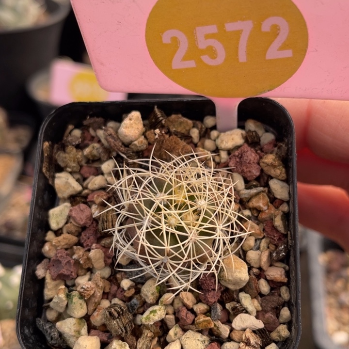 实生蜘蛛圆盘257200000