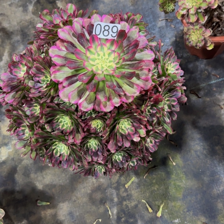 绿体铜壶089000000