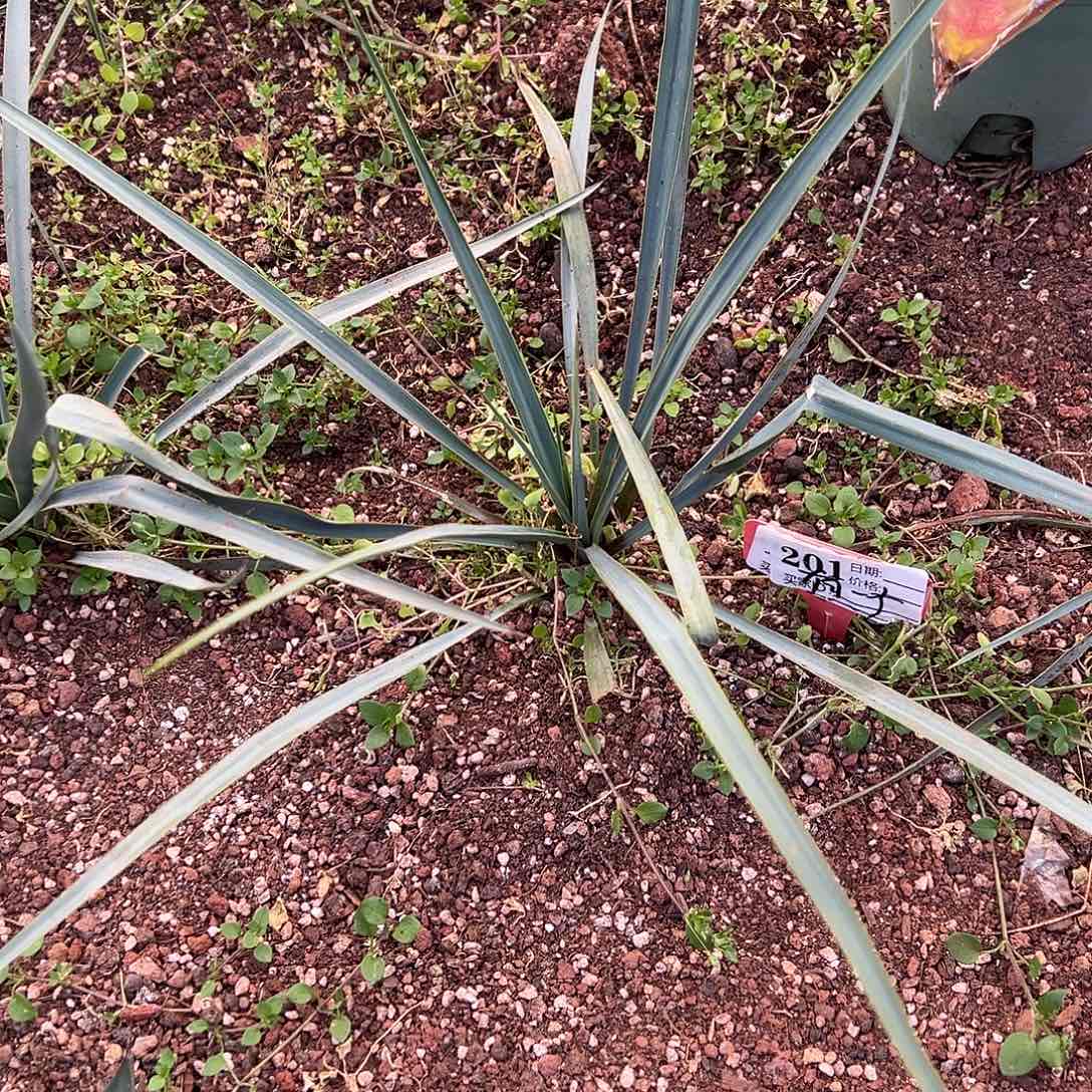 精品龙舌兰一物一拍