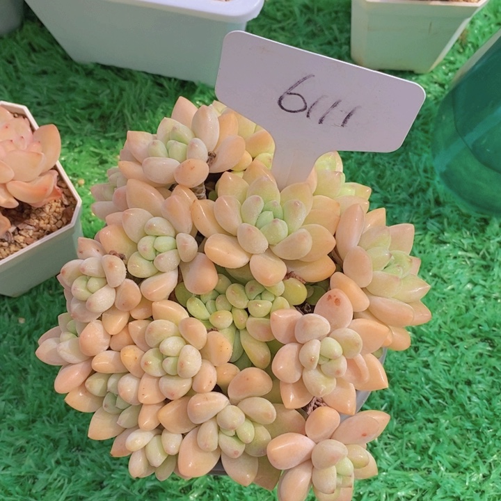 多肉植物，开心多肉