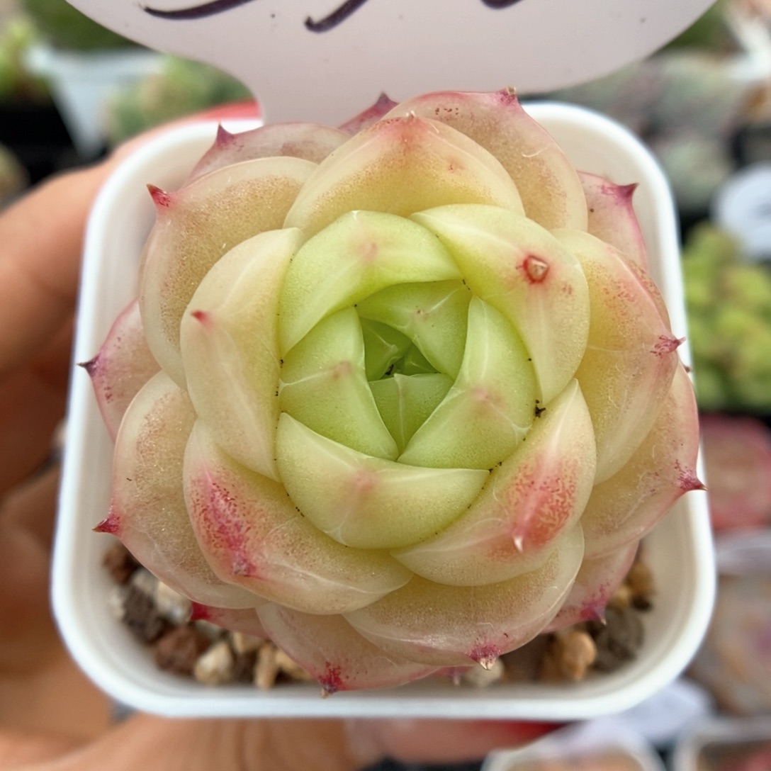 蜜蜡麦秆可拍310号。  