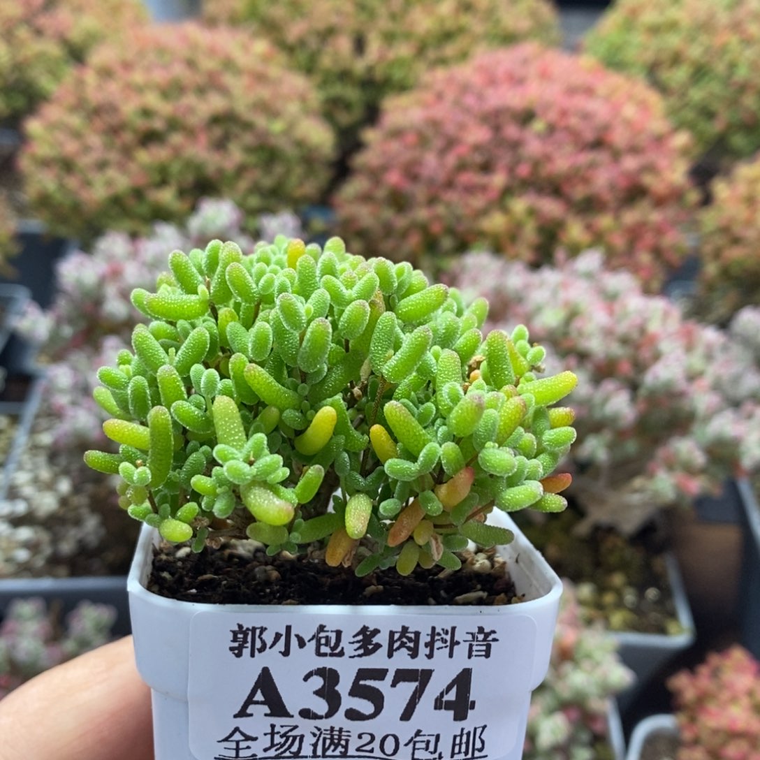 蜜橘糖球3574枝干番杏