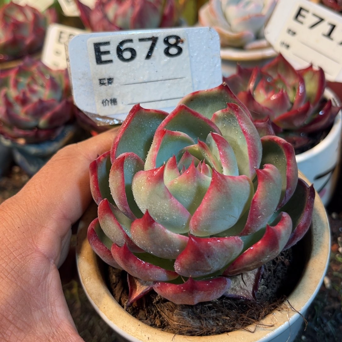 惊鸿一瞥678号多肉