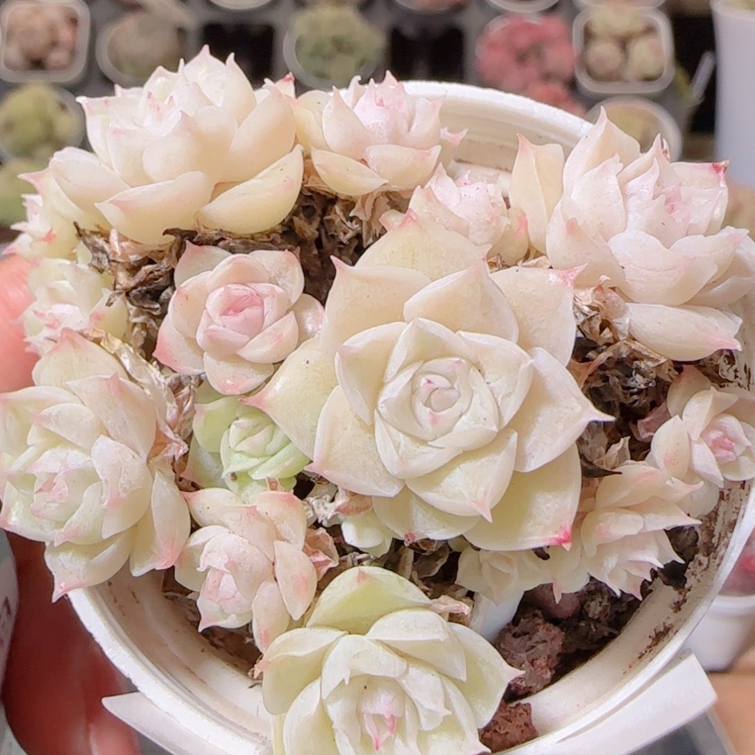 花语多肉1210-111散