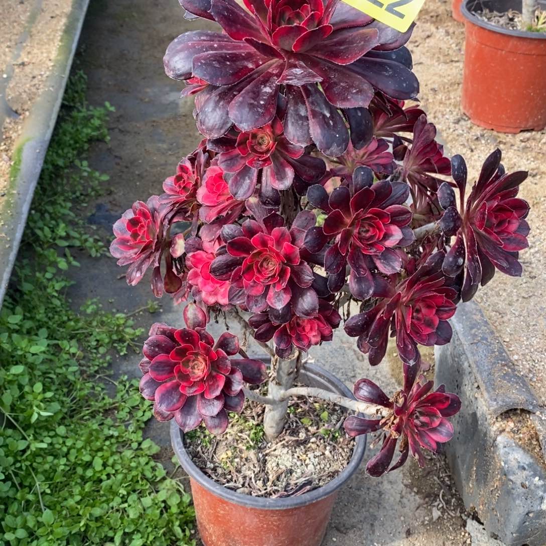 香奶多肉法师422